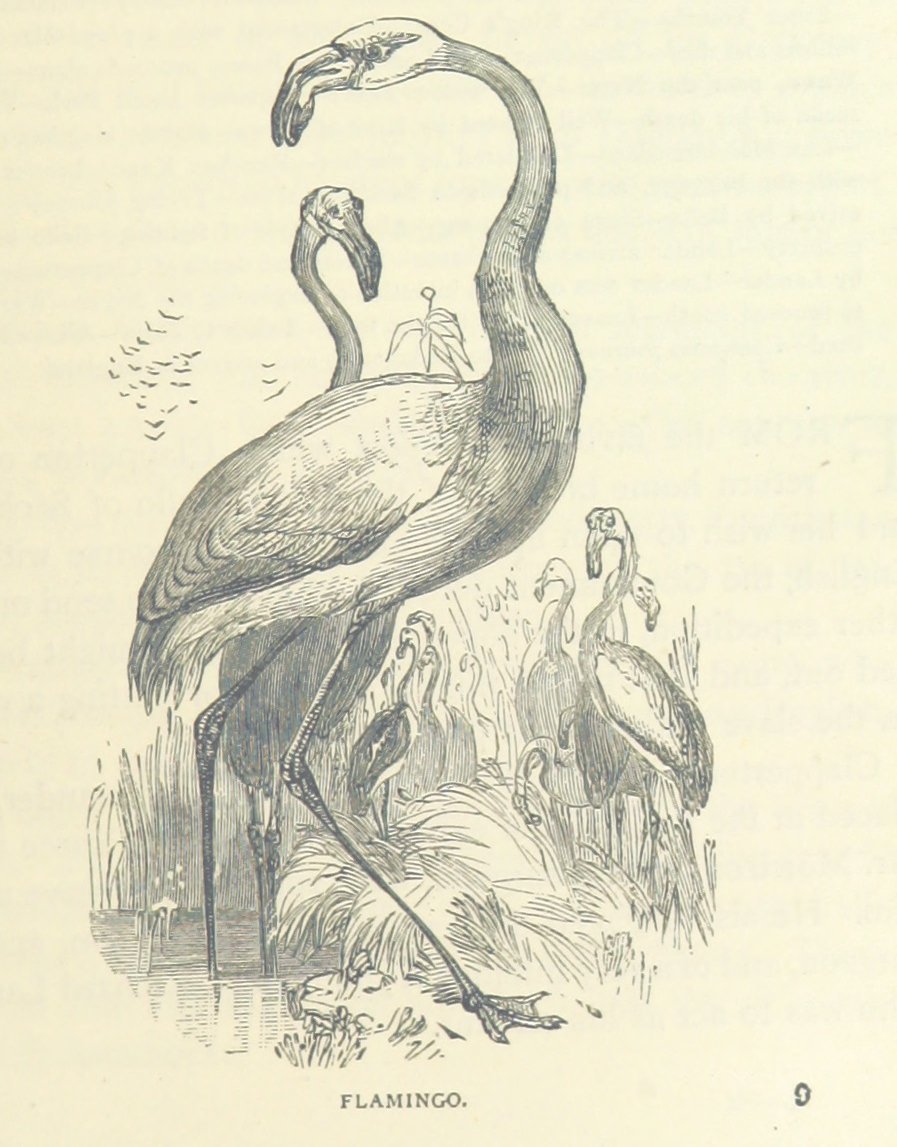 Flamingo, from the Collection of the British Library