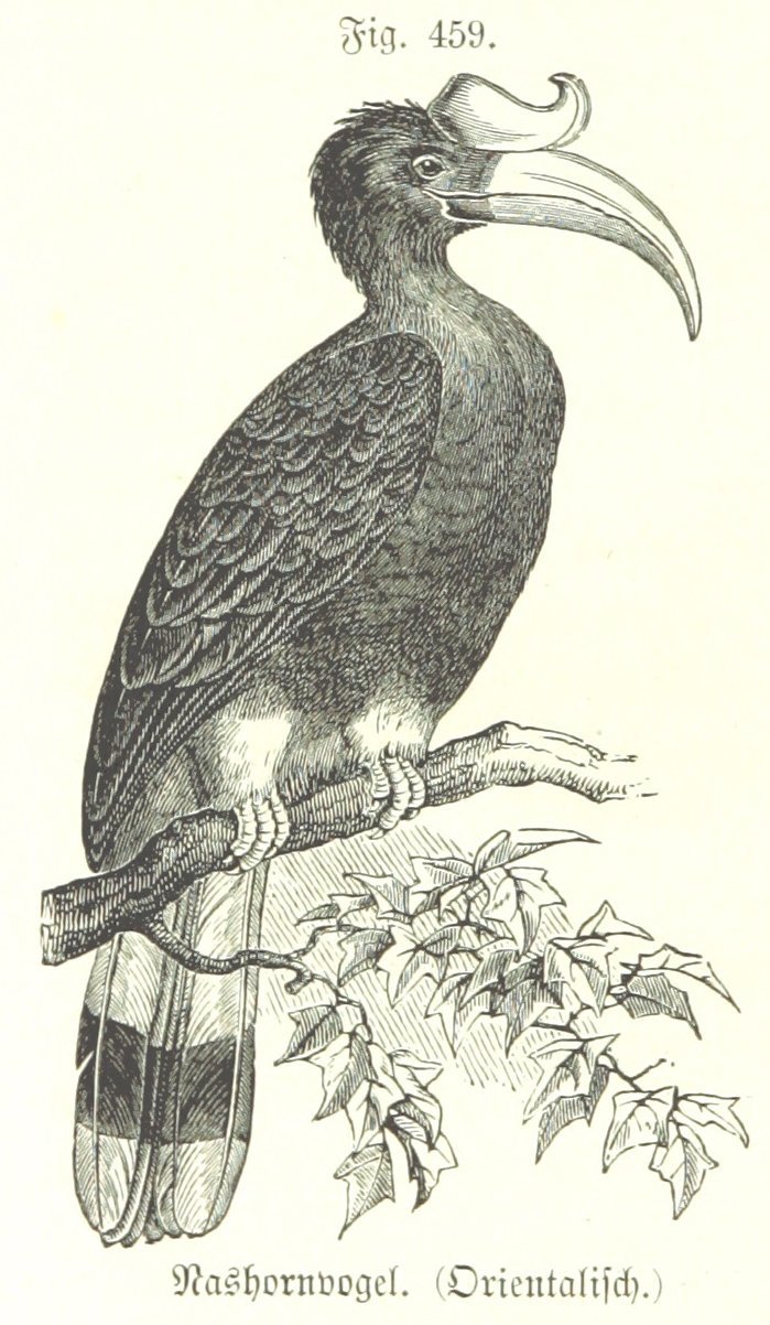 Hornbill, from the Collection of the British Library