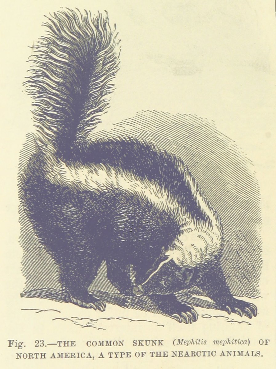 Skunk, from the Collection of the British Library