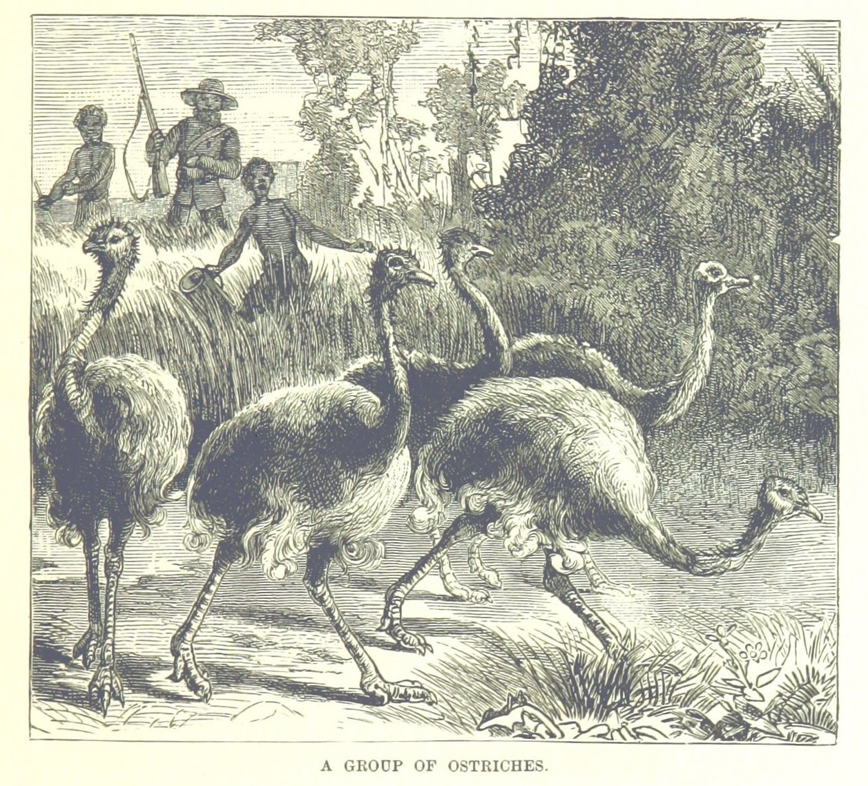 Ostriches, from the Collection of the British Library