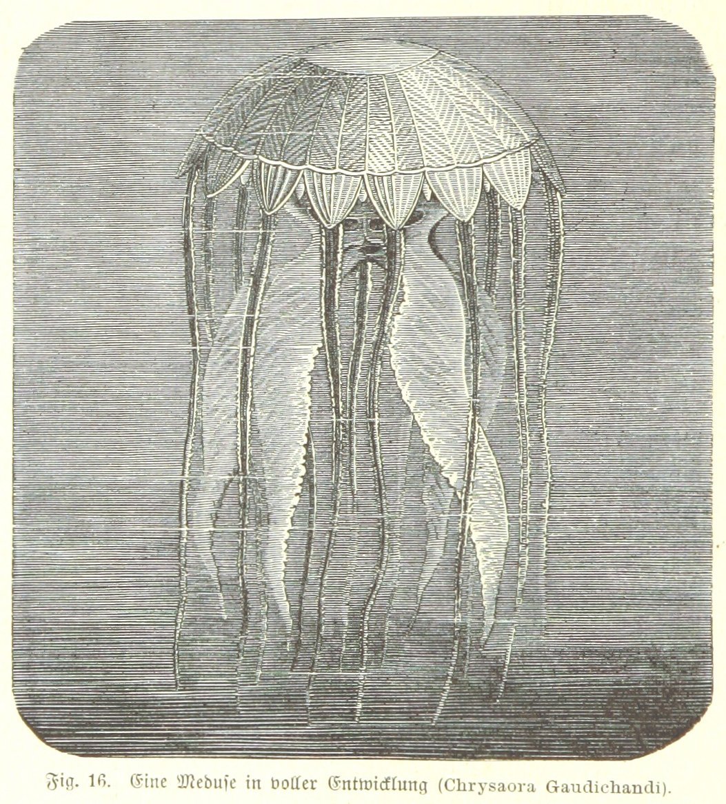 Jellyfish, from the Collection of the British Library